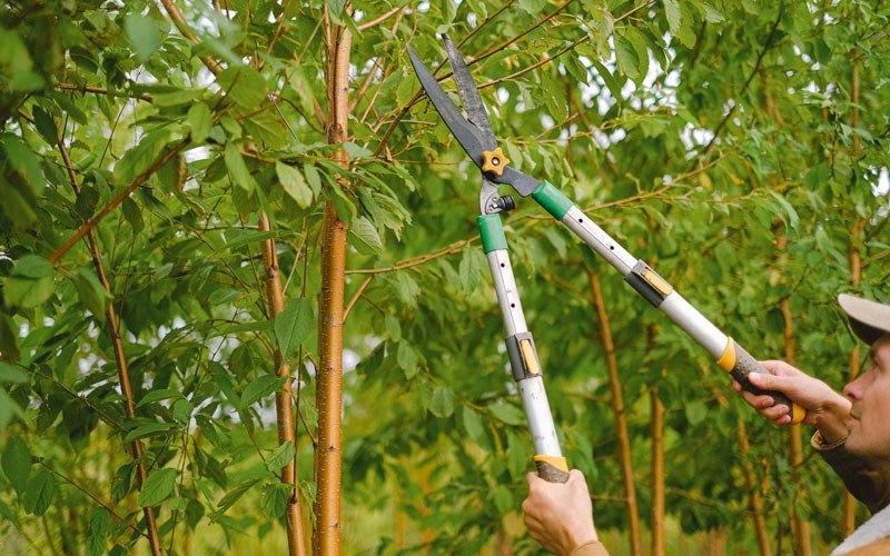 Tree trimming in Coxsackie, NY